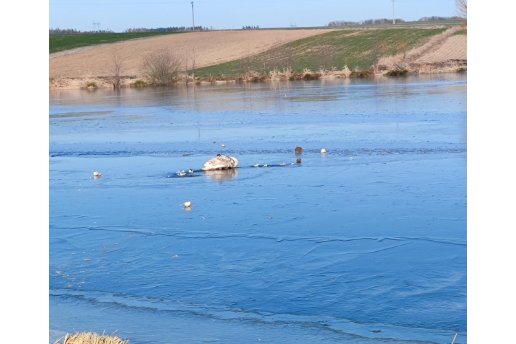 Záchrana labutě na rybníku Hornoměstský