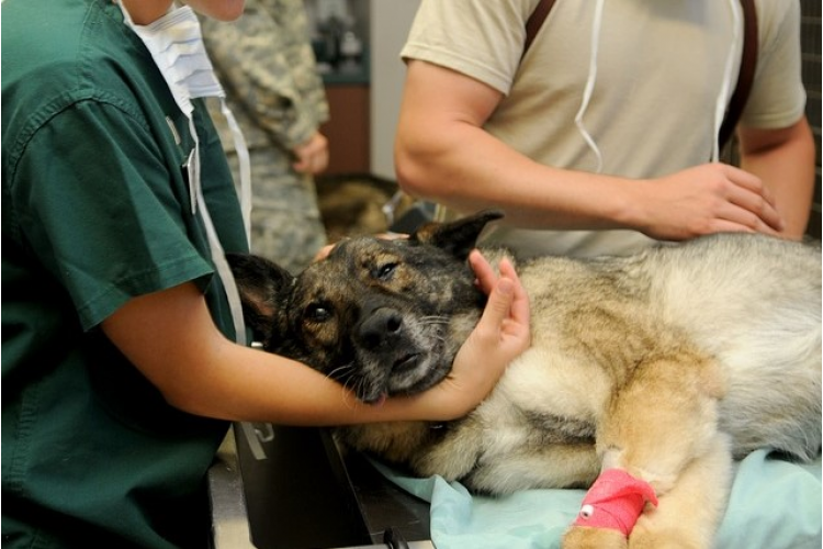 Vakcinace psů proti vzteklině